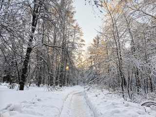 A snow-covered tree line with an early morning sunrise shining through bare branches in the snow. A path that goes through the forest. Winter landscape in Siberia