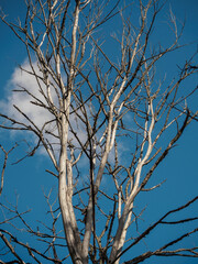 A dried tree against a blue sky.