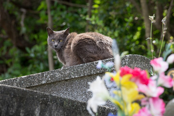Fototapeta premium 墓地の花と猫