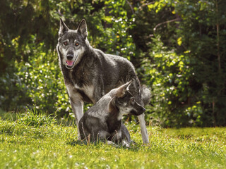 A pair of young wolves in a forest clearing on a sunny summer day. Male and female wolves play in the meadow.