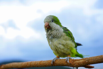 Monk parakeet or Quaker parrot on wood the sky and mountain background