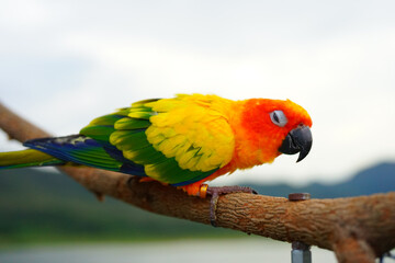 Sun conure parrot or bird Beautiful is aratinga has yellow on Branch out background Blur mountains and sky, (Aratinga solstitialis) exotic pet adorable, native to amazon 