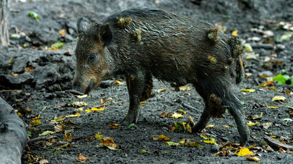  eber, tier, säugetier, wildschwein, wald, natur, wild lebende tiere, schwein,