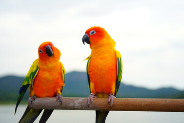2 sun conure parrots couple on the sky and mountain background