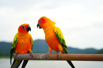 Sun conure beautiful parrot couple (Aratinga solstitialis) exotic pet adorable, native to amazon standing at a wooden perch on blur background.