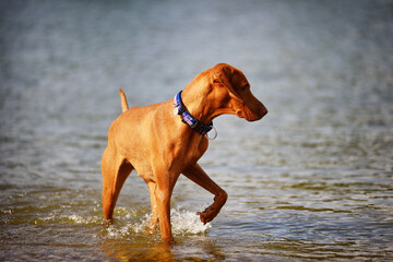 Vizsla dog playing in water, having fun