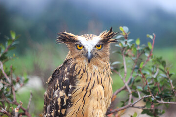 A wild fierce Buffy Fish Owl or 
