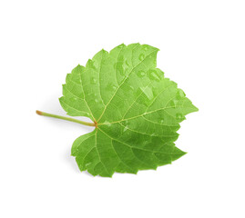 Fresh green leaf with water drops isolated on white. Grape plant