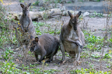 tier, kangaroo, säugetier, wild lebende tiere, natur, wallabies, australien