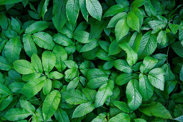 solid green thickets of large plant leaves