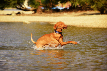 Vizsla dog playing in water, having fun