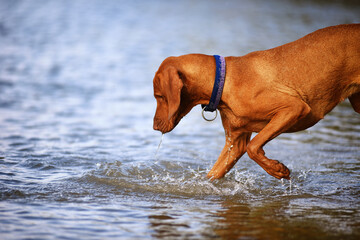 Vizsla dog playing in water, having fun