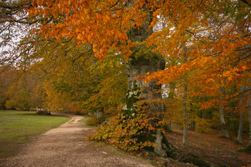Pathway in the beautiful forest in the italian park during autumn day of october, Marche