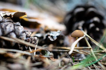 Foto macro del suelo, setas y piñas