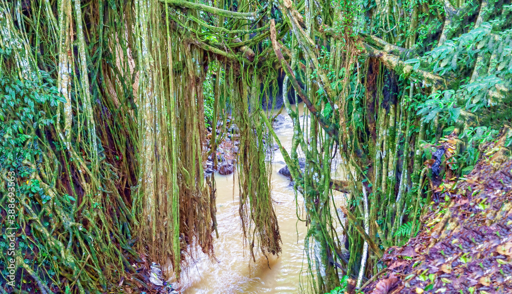 Wall mural Tropical jungle forest. Natural background