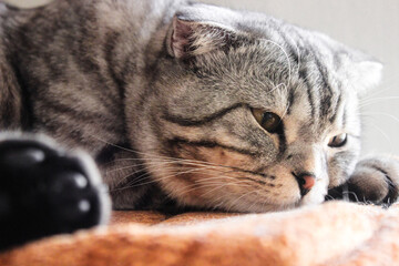 Portrait of grey scottish fold cat. Tabby shorthair kitten. Beautiful background for wallpaper, cover, postcard. Surprised cat with big yellow wide open eyes on bright background. Isolated, closeup.	