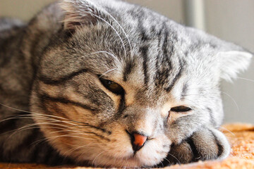 Portrait of grey scottish fold cat. Tabby shorthair kitten. Beautiful background for wallpaper, cover, postcard. Surprised cat with big yellow wide open eyes on bright background. Isolated, closeup.	