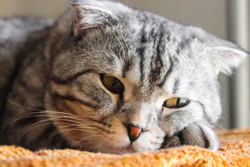 Portrait of grey scottish fold cat. Tabby shorthair kitten. Beautiful background for wallpaper, cover, postcard. Surprised cat with big yellow wide open eyes on bright background. Isolated, closeup.	