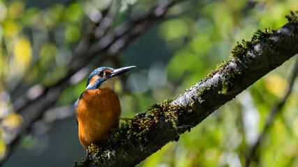 bird, eisvogel, natur, wild lebende tiere, tier, ast, baum, wild, blau, schnabel,  © Oliver