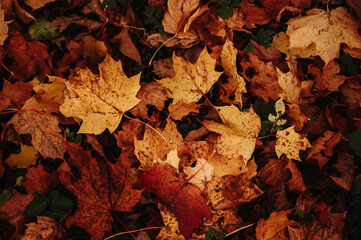 Background group autumn orange, red, yellow maple leaves. Outdoor.