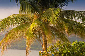 Fototapeta premium Palmtree,Beach of Karon, Phuket, Andaman Sea, Thailand, Asia