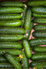 fresh cucumbers in the market