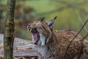 Naklejka na ściany i meble lynx lies and yawns and tears the mouth wide