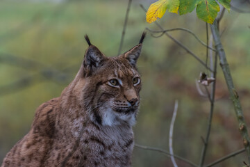 lynx sits and looks in the zoo in the mountains