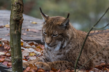 lynx lies in leaves and looks at the ground
