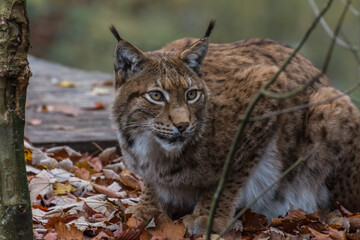 lynx lies on leaves and looks to the side with big eyes