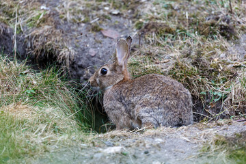 Naklejka na ściany i meble Wild rabbit on grass in garden
