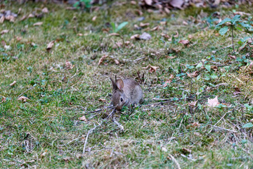 Wild rabbit on grass in garden