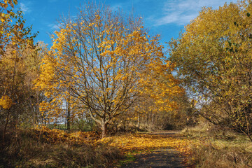 Fototapeta na wymiar Romantic fall colored trees and morning sunlight. Autumn season natural background. Fall concept in park. Vivid colorful natural scene. Europe