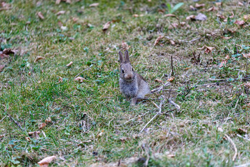 Wild rabbit on grass in garden