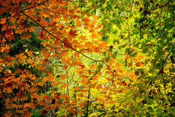 Background with autumn colorful leaves