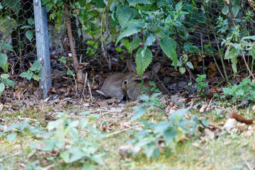 Naklejka na ściany i meble Wild rabbit on grass in garden