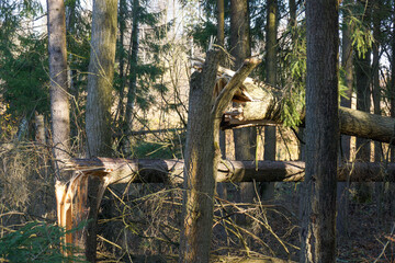 Broken trees in the forest after a hurricane.
