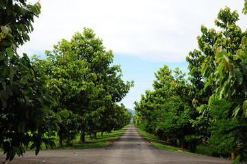 Landscape of straight road under the trees