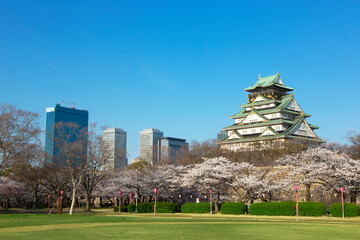 桜咲く大阪城