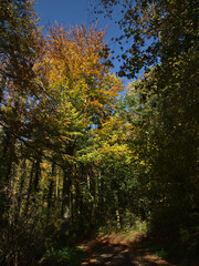 Upright view of a huge beech tree in autumn besides a forest road with beautiful colored crown and fading leaves in a forest at Kaiserstuhl, Baden-Wuerttemberg, Germany
