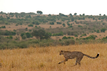 Creatures of the savannah during a safari, Serengeti, Amboseli and Tsavo national park, Kenya, Africa