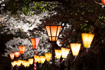 Fototapeta na wymiar 桜祭りの提灯