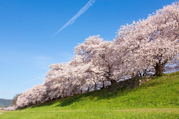 京都八幡市背割堤の桜並木