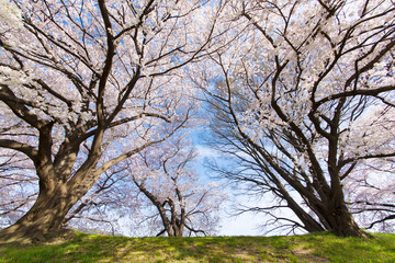 Obraz premium ソメイヨシノ桜並木