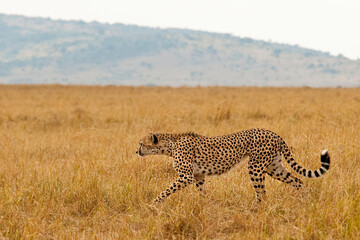 Creatures of the savannah during a safari, Serengeti, Amboseli and Tsavo national park, Kenya, Africa