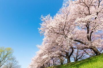 Fototapeta premium 京都八幡市背割堤の桜並木