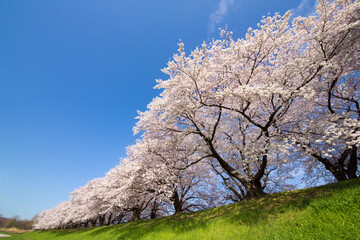 Naklejka premium 京都八幡市背割堤の桜並木
