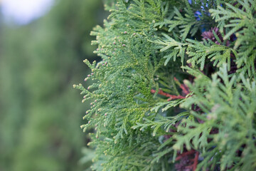 close-up of pine needles. Green thuja on the street. Decorative trees. Green branches in focus. 
selective focus