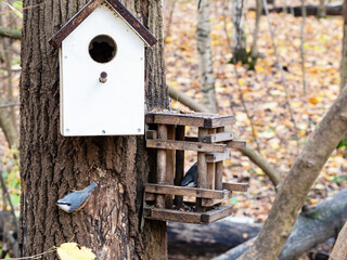 pair of nuthatches in old handmade wooden feeder near handmade bird house on pine tree trunk in city park on autumn day