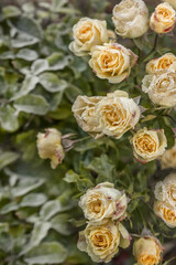 Garden rose flowers in the early morning in autumn.